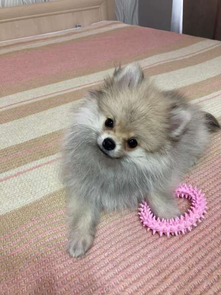 Pomeranian Kleinspitz Welpen