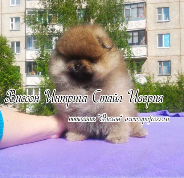 Очаровательные померанцы, девочки в Орле фото 3