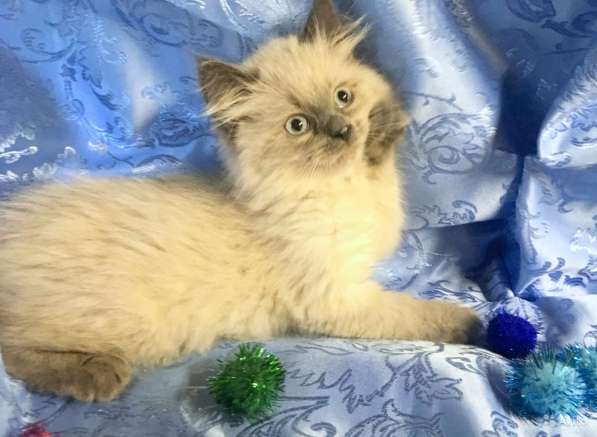 Невский маскарадный пушистик в Санкт-Петербурге фото 8