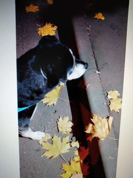 Бруно ищет хозяев в Москве фото 5