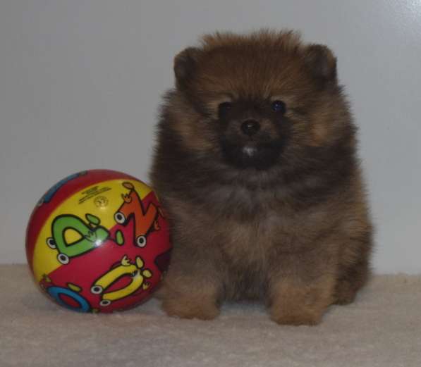 Лапочка в Одинцово фото 20