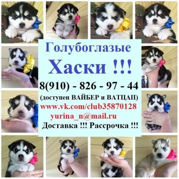 Щеночков хаски продам. черно-белые голубоглазые ! в Боровичах