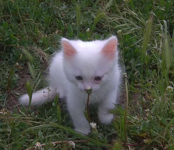 Очаровательный котёночек-мальчик - в заботливые руки в Багаевского фото 6