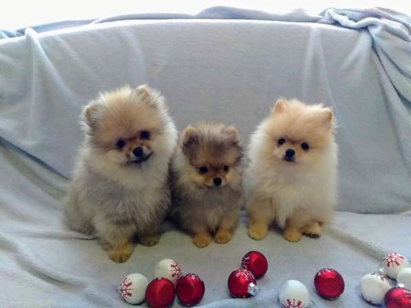 Пушистое счастье в Санкт-Петербурге