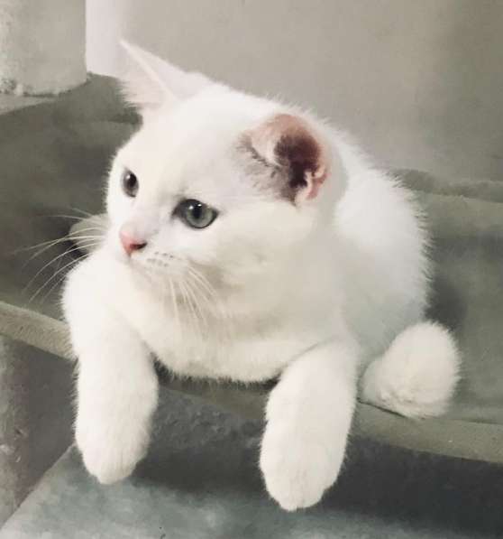 Котёнок белый британец 3,5 месяца