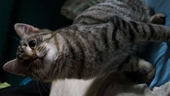 Котенок Тёмка в Москве фото 3