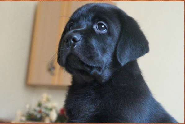 Щенки лабрадора в Самаре в Самаре фото 12