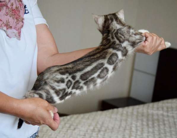 Серебристые бенгальские котята - элита породы в Москве фото 7