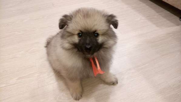 Щенок кеесхонда/вольфшпица в Екатеринбурге фото 8