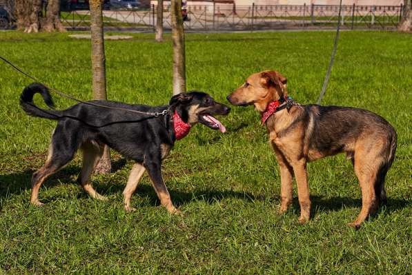 Щенок мальчик ищет дом в Санкт-Петербурге