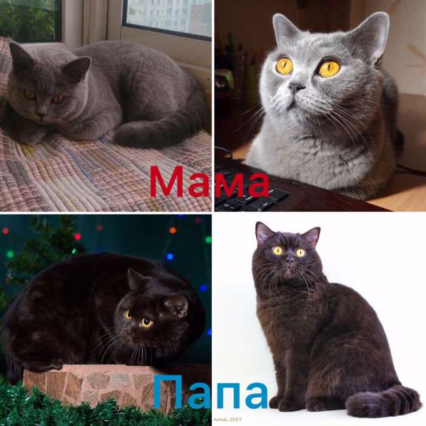 Продажа котенка в Иркутске фото 8
