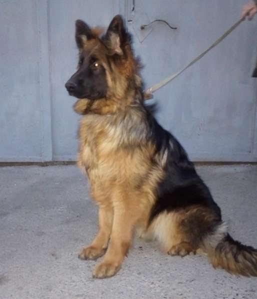 Щенок немецкой овчарки из питомника Вансед в Краснодаре фото 3