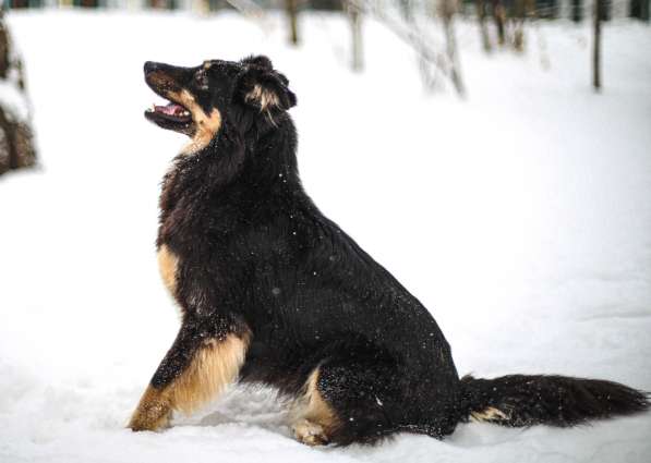 Чудо-собачка Фиби ищет семью в Москве фото 13