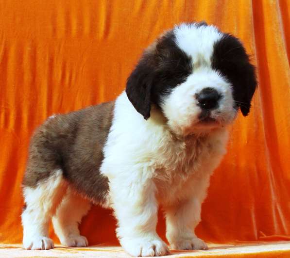 Sale. Puppies of long-haired senbernary. Arrange delivery в Владивостоке фото 10