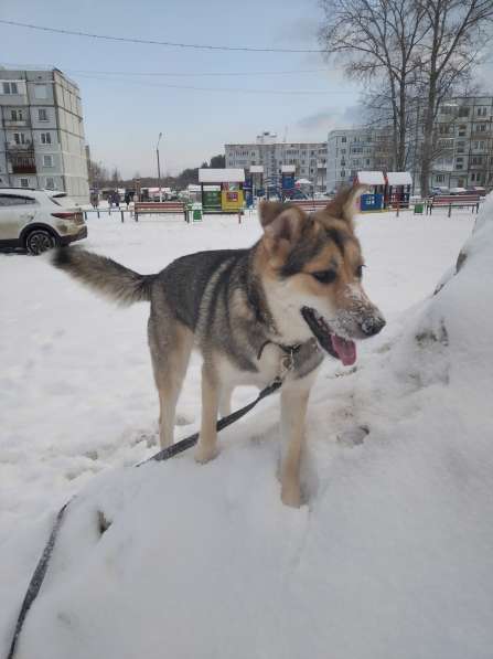 Тася в добрые руки в Ногинске фото 22