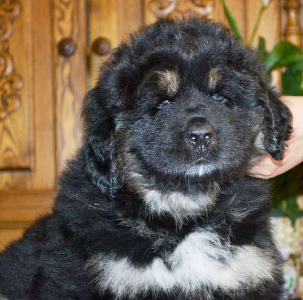 Тибетский мастиф - лучший страж на территории в Москве фото 42