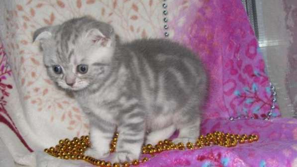 Шотландские мраморные котята в Санкт-Петербурге фото 6