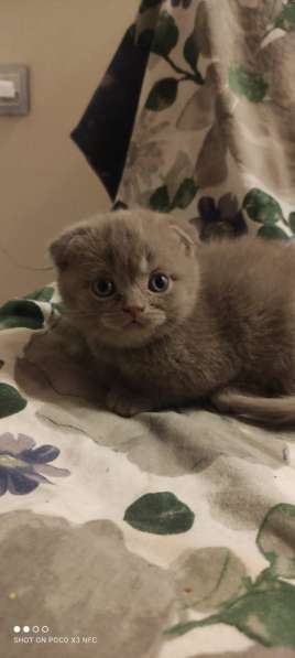 Шотландские котята в фото 7
