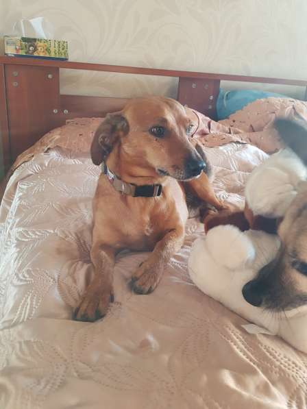 Такса метис