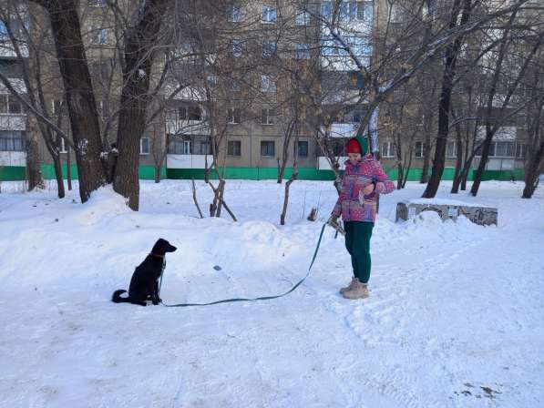 Кинолог, дрессировка воспитание щенка взрослой собаки в Челябинске фото 5
