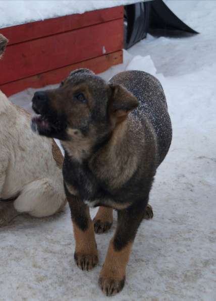 Дана, 1 год, ищет дом! в Раменское фото 14