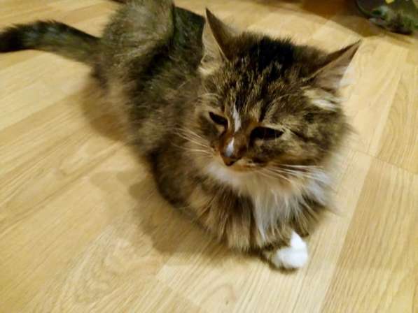 Пушистая молодая кошечка Джина в дар в Москве фото 15