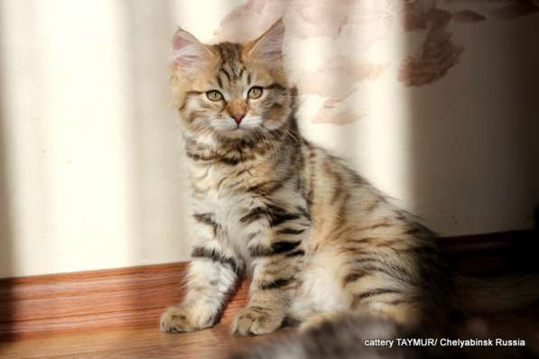 Сибирский котенок из питомника