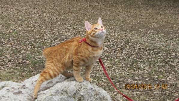 Курбобы- котята от Чемпиона Мира в Уфе фото 11