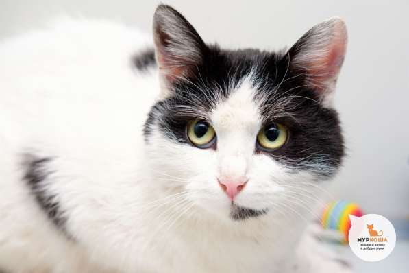 Вы наконец нашли идеальную кошечку в Москве фото 3