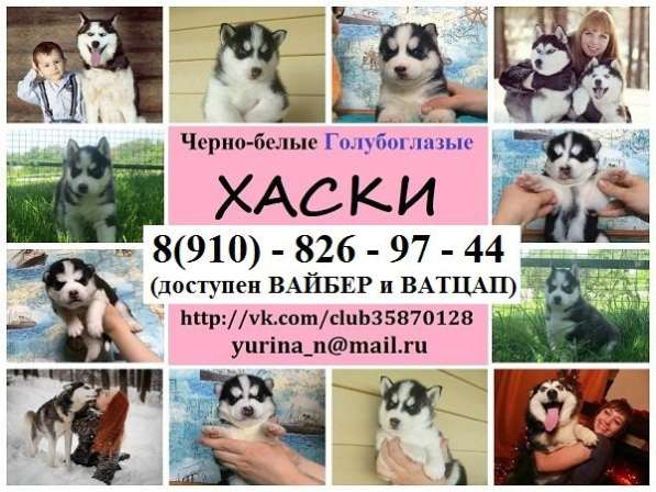 Хаски. волшебные. малыши мега очаровательные в Калуге
