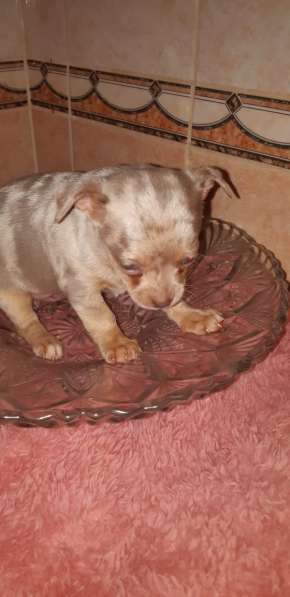 Оригинальный окрас чихуахуа мальчик в Москве фото 7