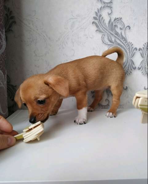 Щенки чихуахуа в Тольятти фото 16