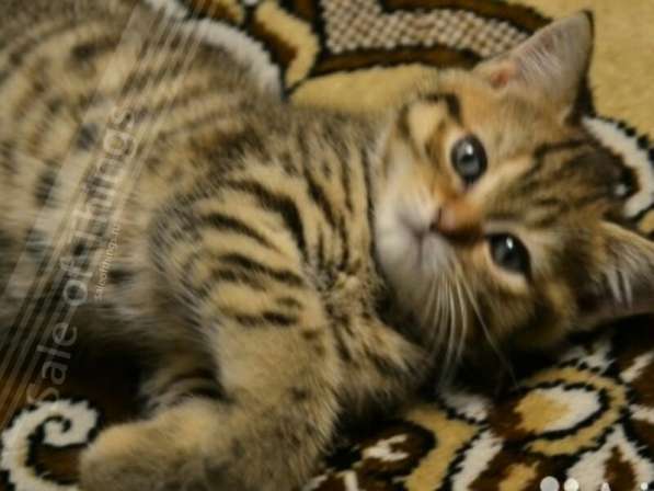 Котята от 2000 кот британец на вязку 1500 в Костроме фото 11