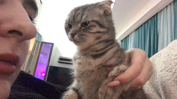 Кошка в Москве фото 5