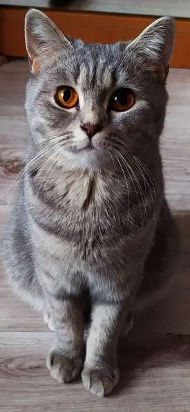 Шотландские вислоухие котята в фото 6