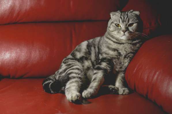 Роскошные котята scottish fold с родословной в Саратове фото 10
