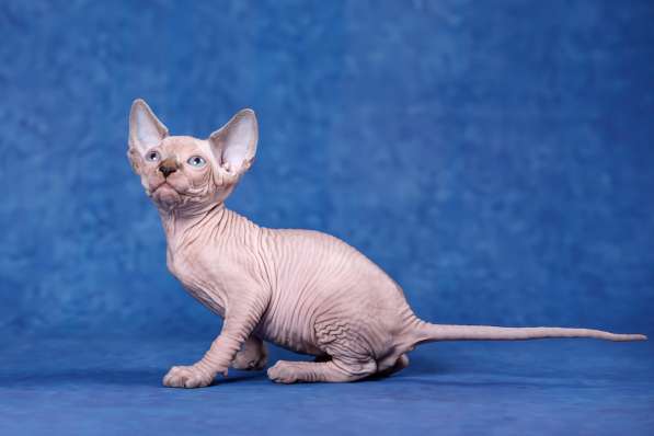 Эльфы, Двэльфы, бамбино или сфинксы - магические кошки в Керчи фото 11