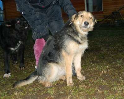 Отдам даром Активный пес Вжик ищет дом. в Санкт-Петербурге