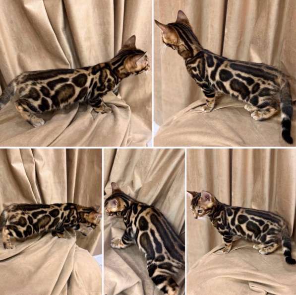Бенгальские котята в Москве фото 5