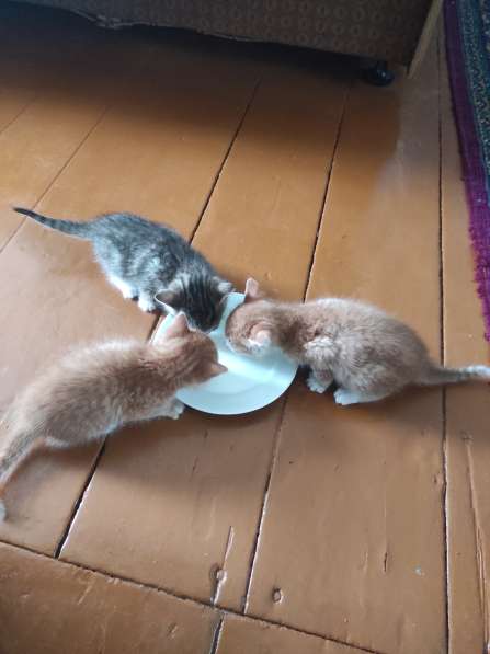 Здравствуйте. Срочно!!! Котята даром в фото 3