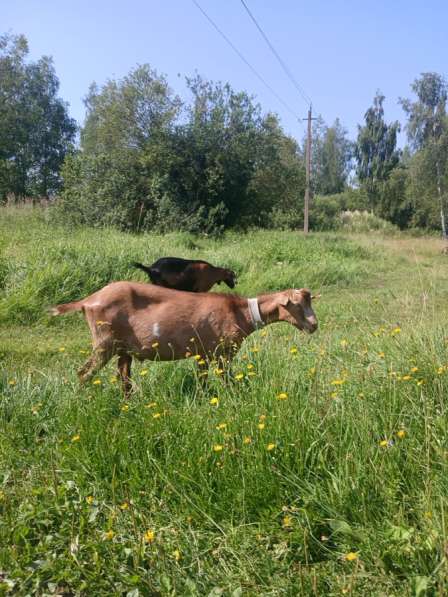 Годовалый козел в Владимире