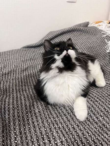 Скромный котик Гарри ищет семью! в Москве