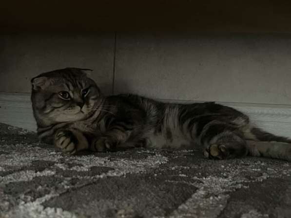 Кот