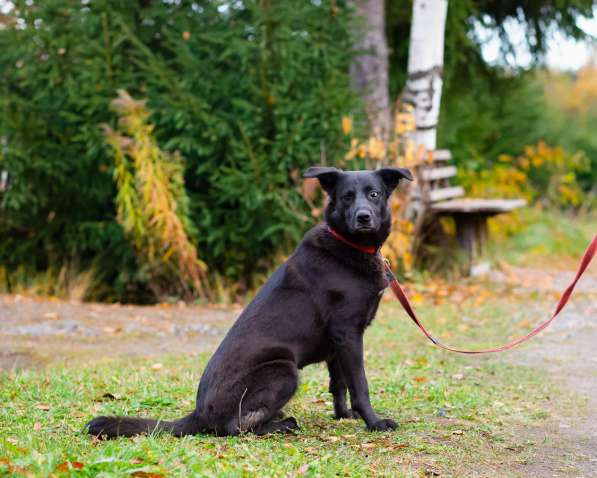 Собака с разноцветными глазами в Санкт-Петербурге фото 5