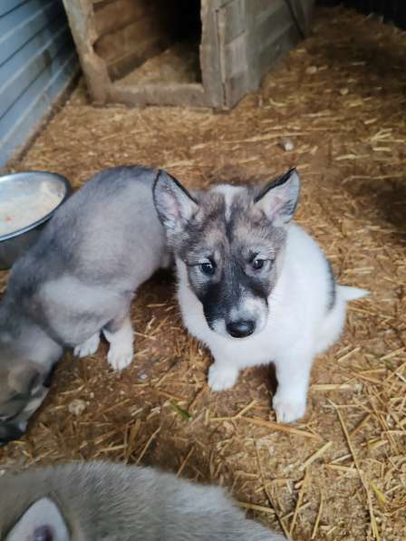 Щенки Западно-сибирской лайки от Чемпиона в Курске фото 5