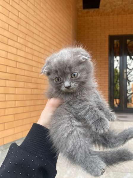 Отдам в добрые руки?