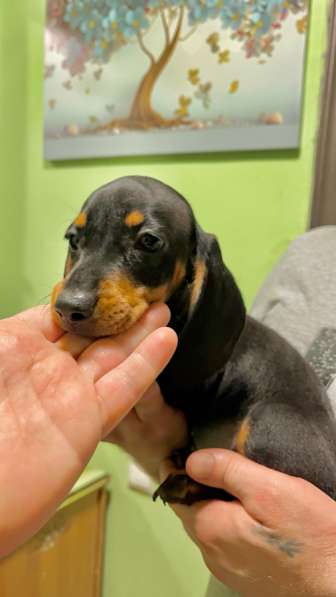 Стандартные девочки таксы в Москве фото 7