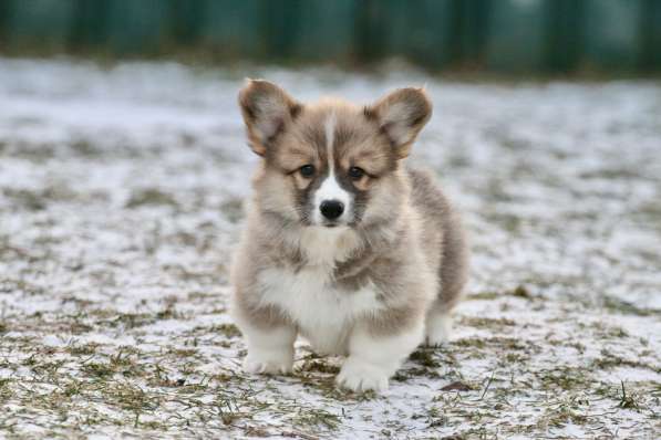 Щенки вельш корги пемброк в Москве фото 4