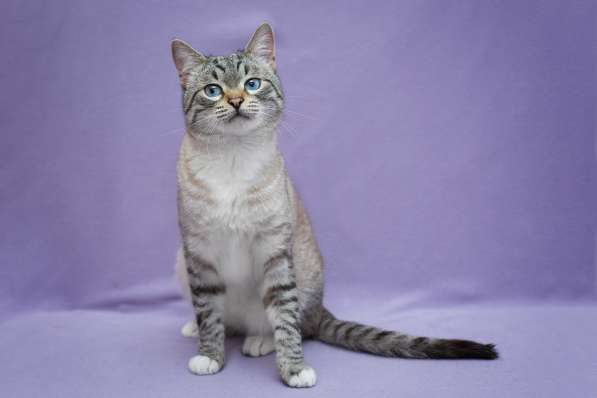 Тайский кот Махаон в добрые руки