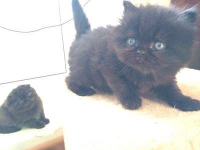 Продаются котята породы флэпп! в Самаре